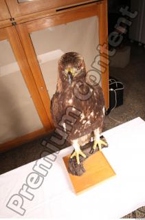 Hawk 0205